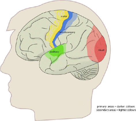 Brain Region Function