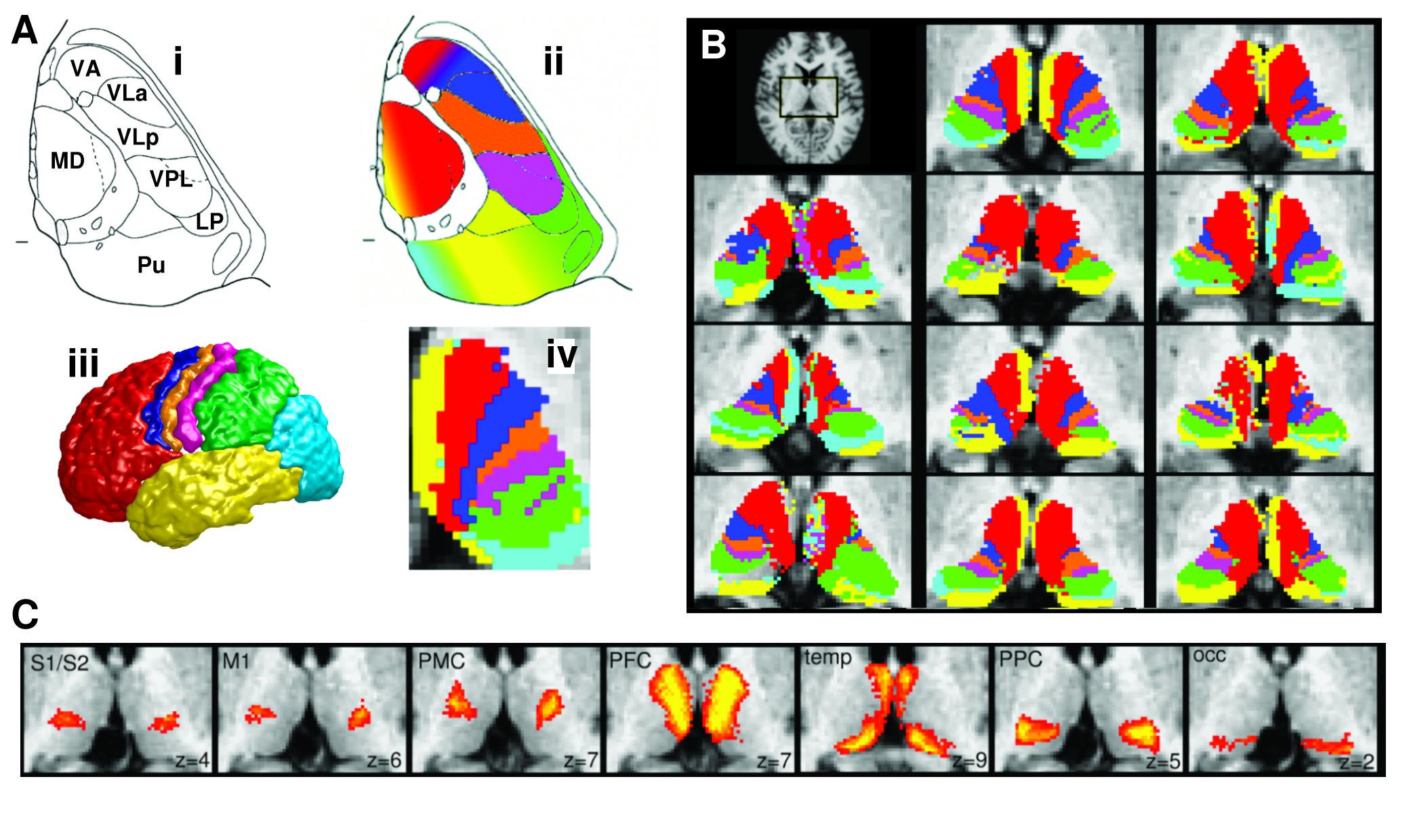 segmentation of thalamus