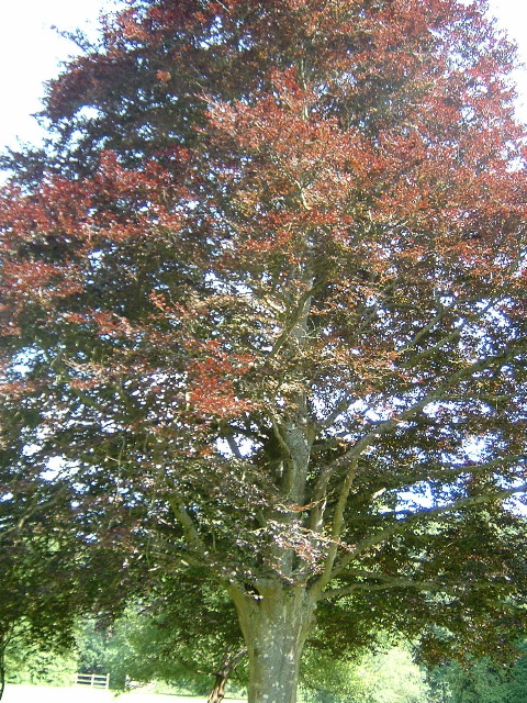 tree