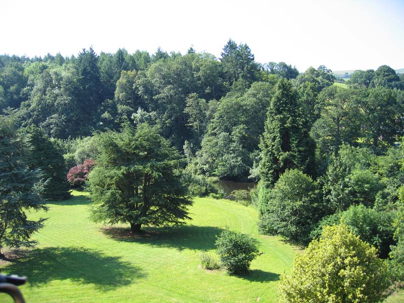 tree