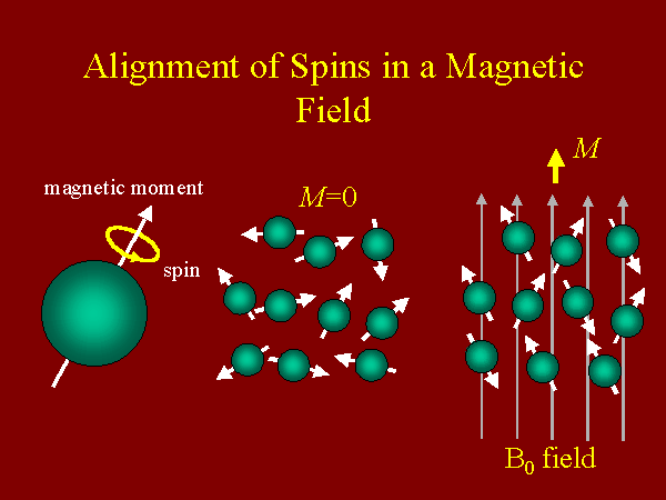 Ansvarlige person Grønne bønner sælge Alignment of Spins in a Magnetic Field
