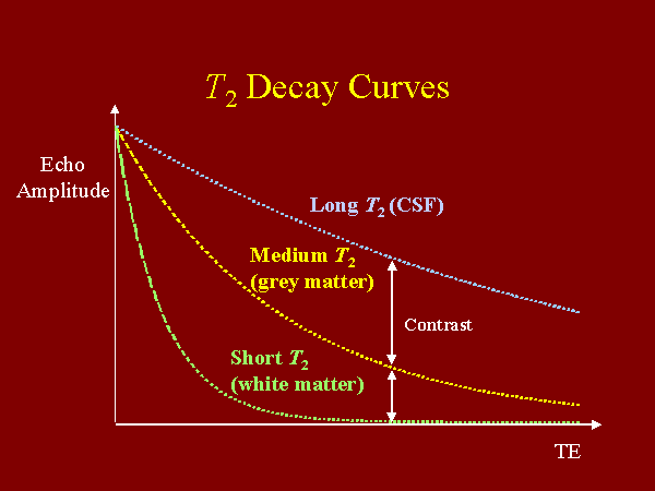 T2 Decay Curves