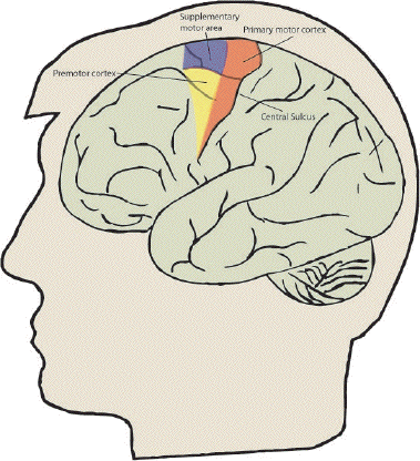 supplementary motor area mri